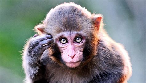 Gambling monkeys reveal brain area key to taking risks.